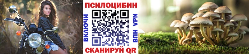 Купить закладки  Назарово  Псилоцибиновые грибы Psilocybe 